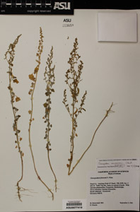 Herbarium Sheet of 